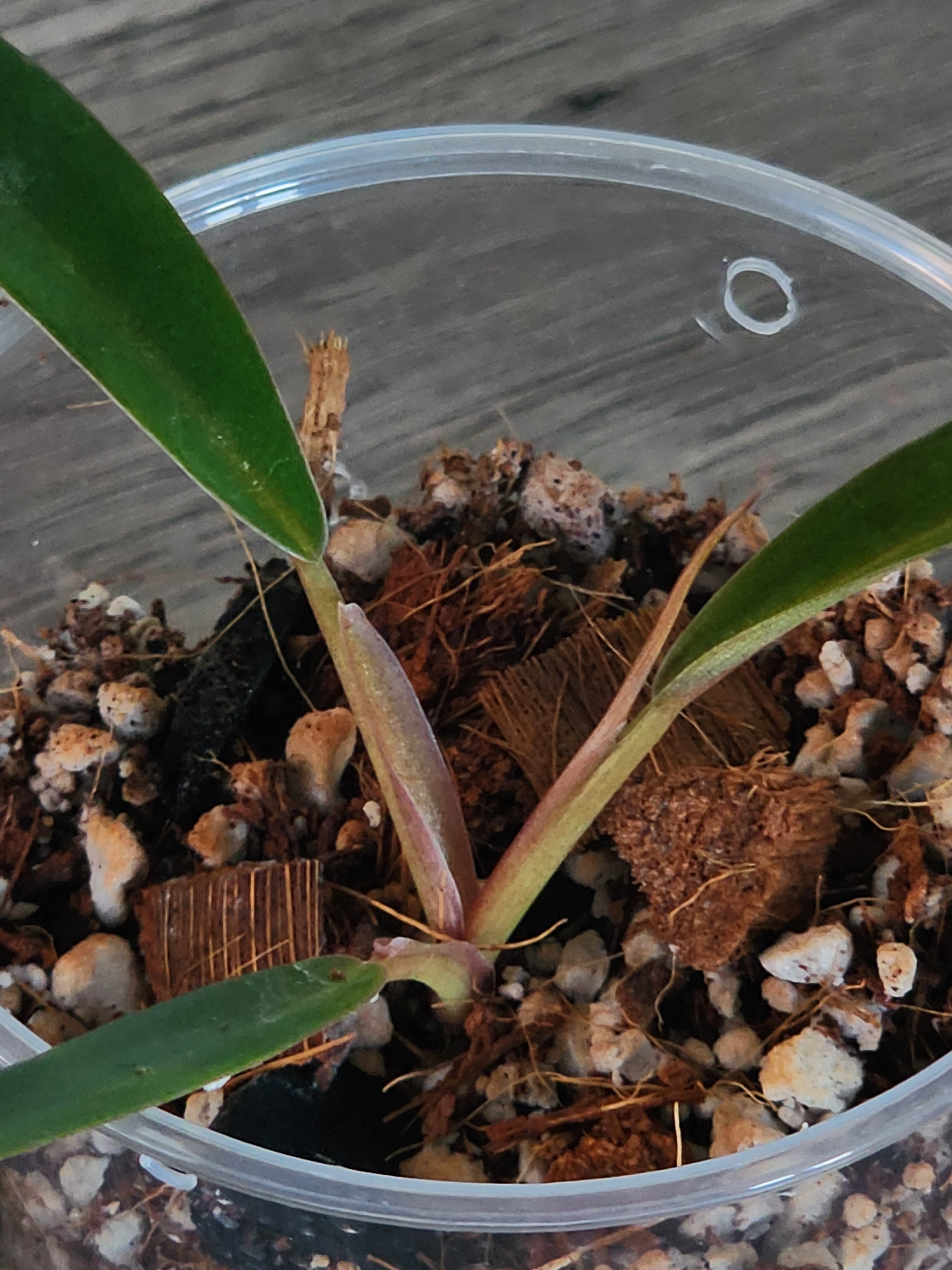 Philodendron Pluto