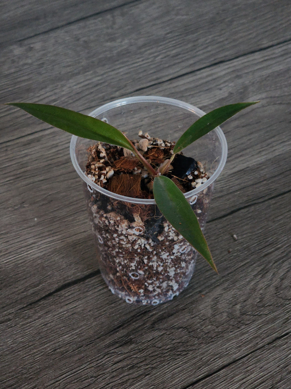 Philodendron Pluto