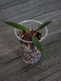 Philodendron Pluto