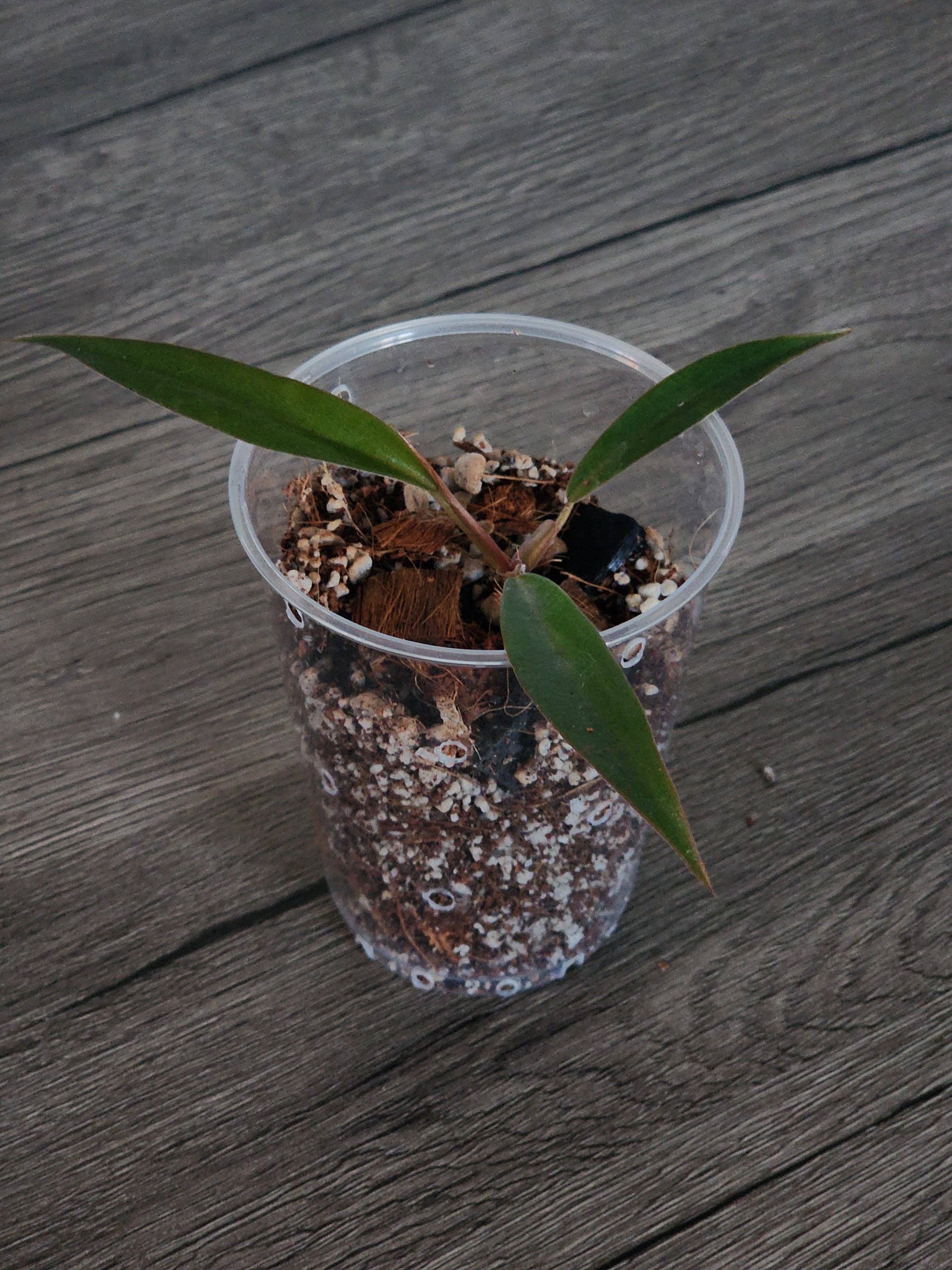 Philodendron Pluto