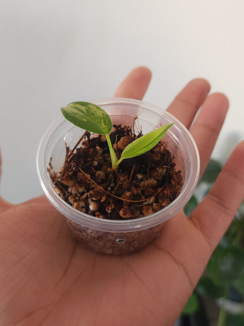 Philodendron Florida Beauty