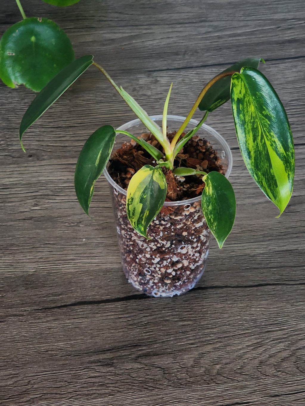 Philodendron Florida Beauty