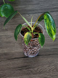 Philodendron Florida Beauty