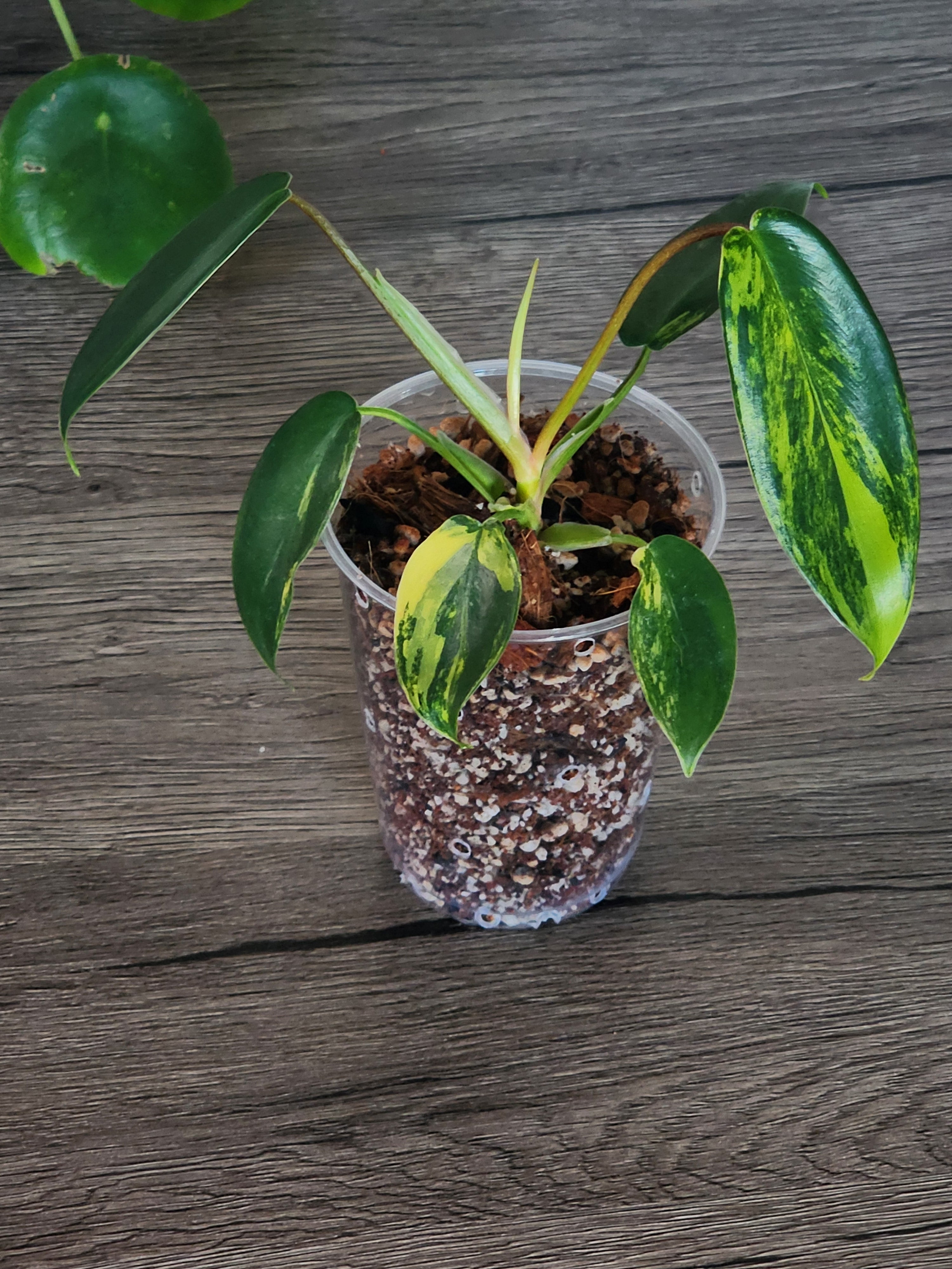 Philodendron Florida Beauty