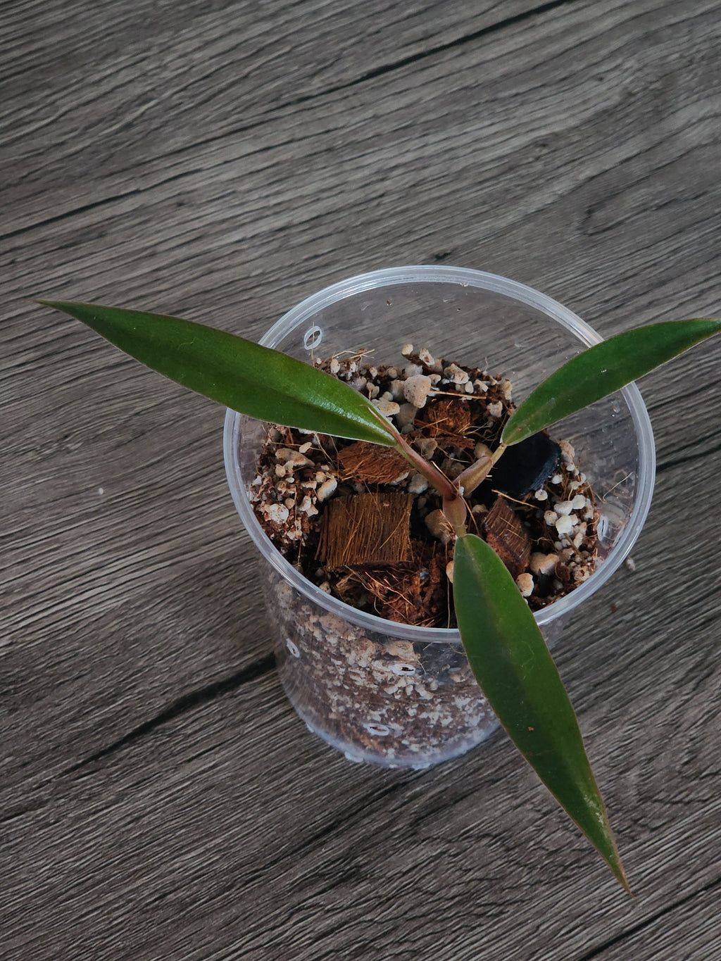 Philodendron Pluto