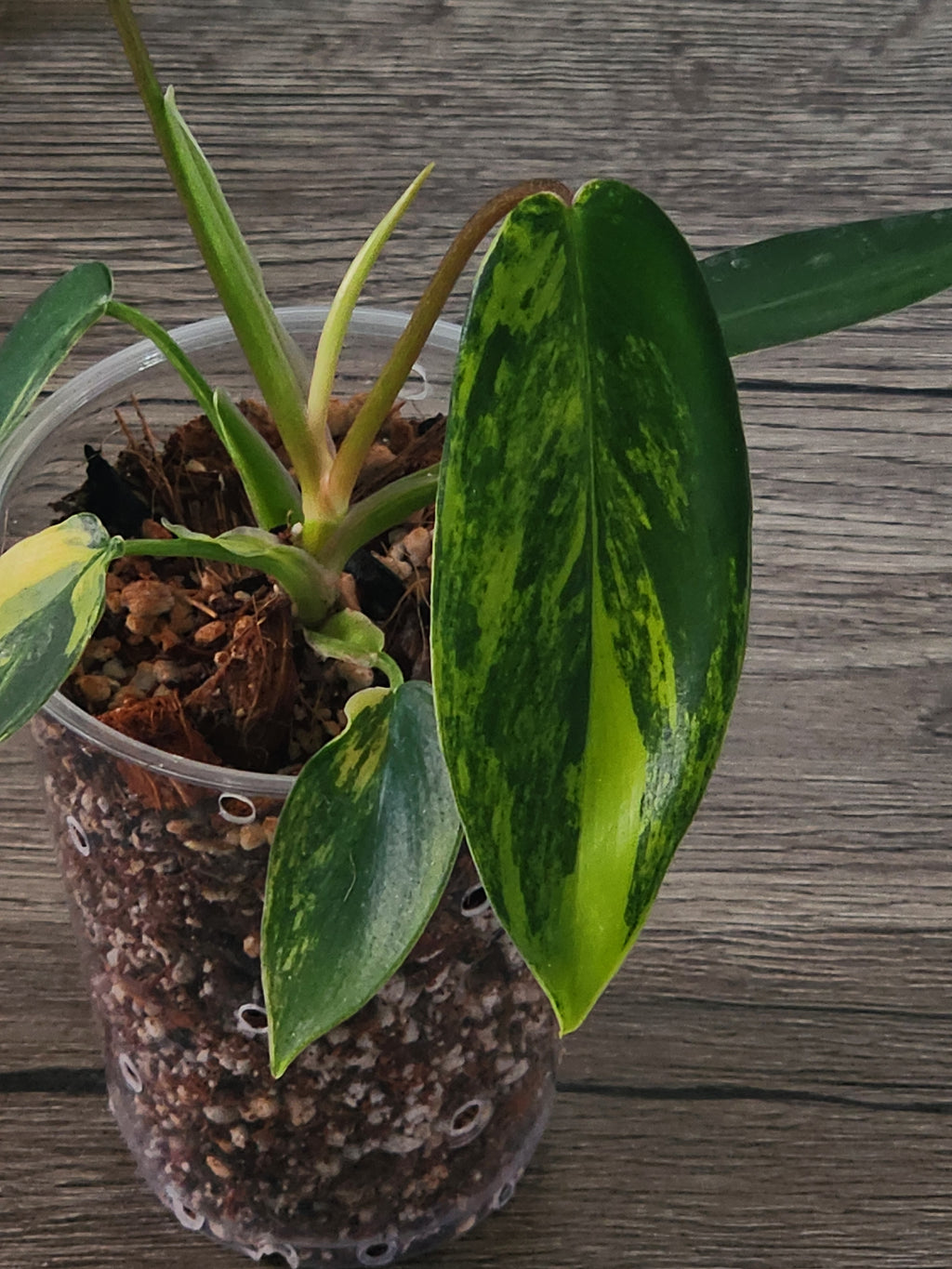 Philodendron Florida Beauty