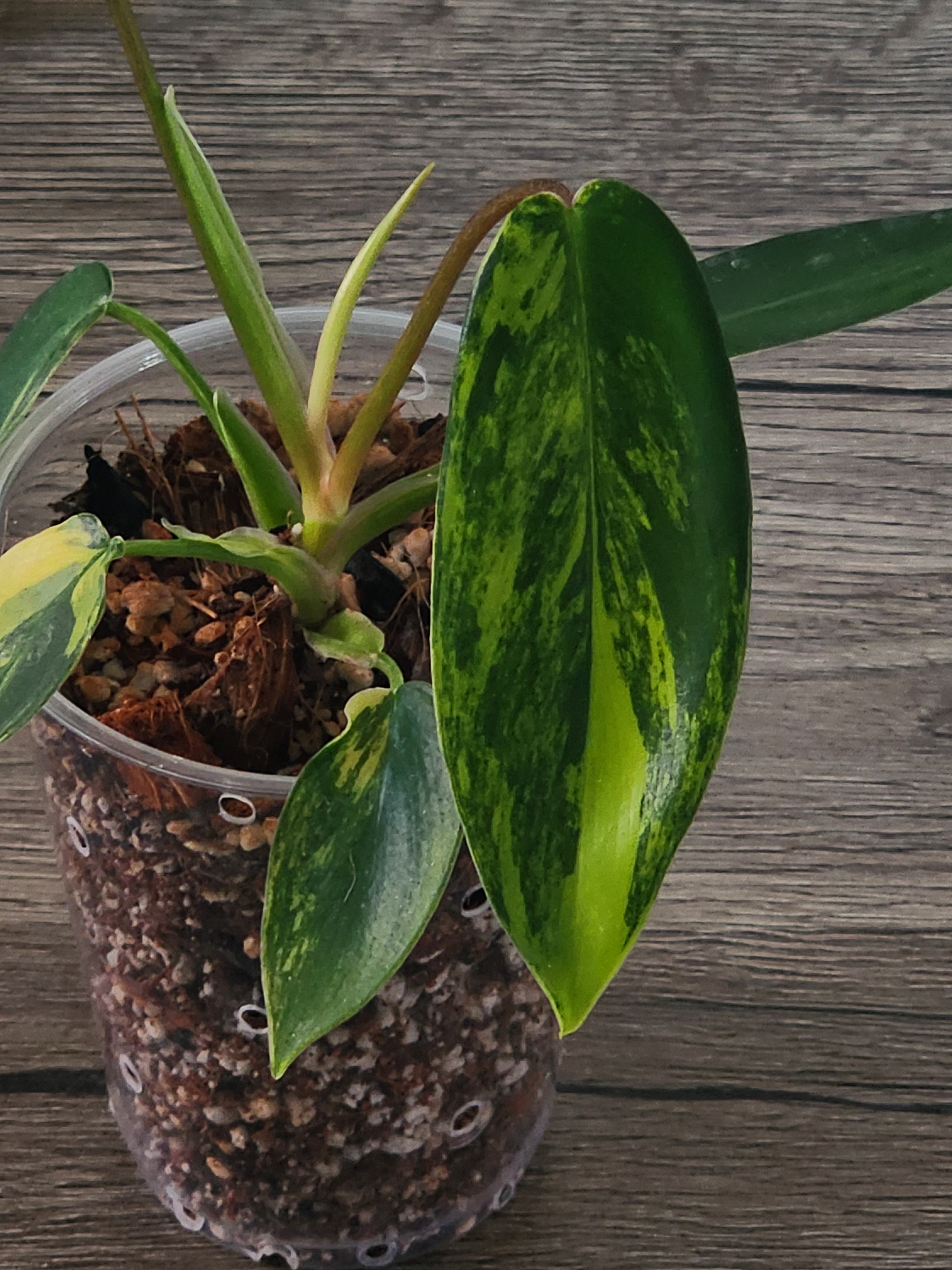 Philodendron Florida Beauty