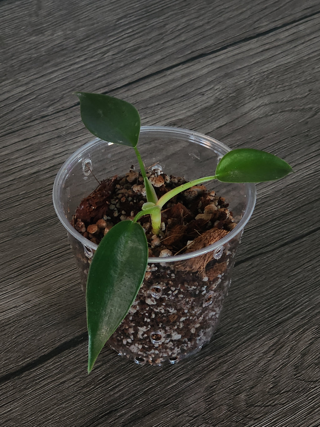 Philodendron Florida Green