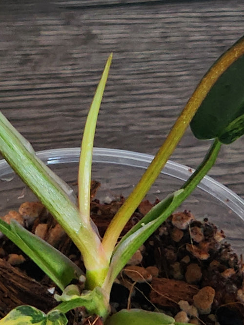 Philodendron Florida Beauty