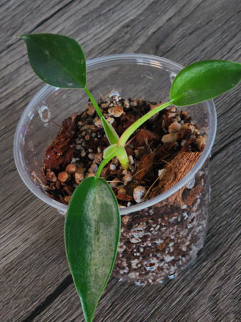 Philodendron Florida Green
