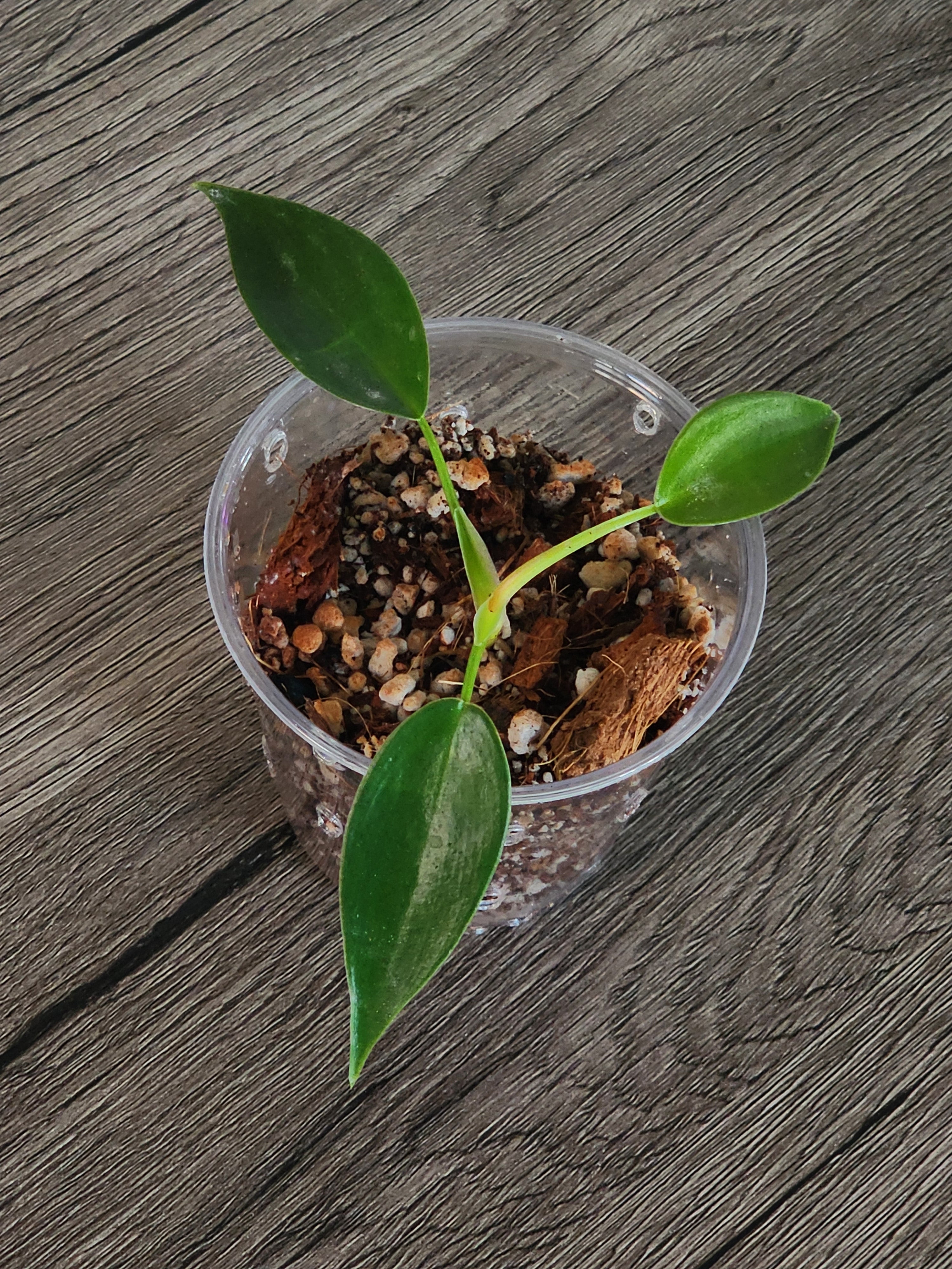Philodendron Florida Green