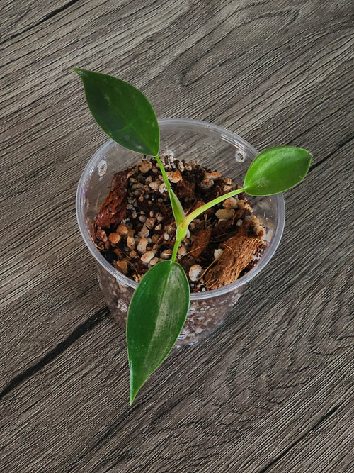 Philodendron Florida Green